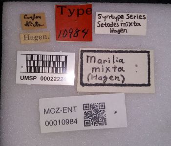 Media type: image;   Entomology 10984 Aspect: labels